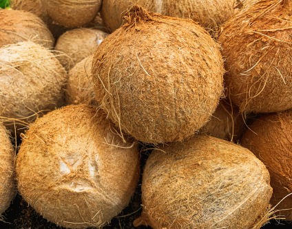 Coconut Export from India