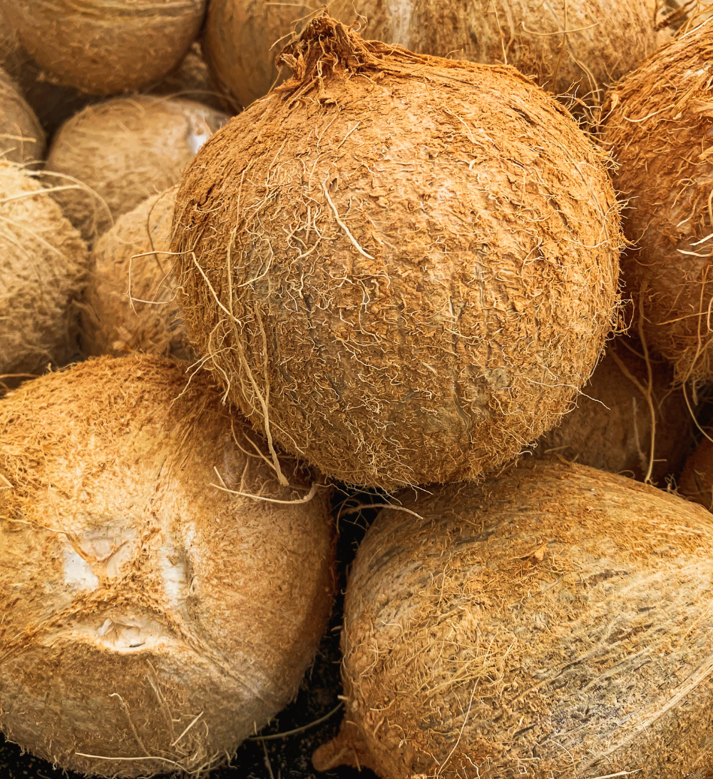 Fresh Coconut Export from India